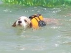 K9 �t���[�g�R�[�g